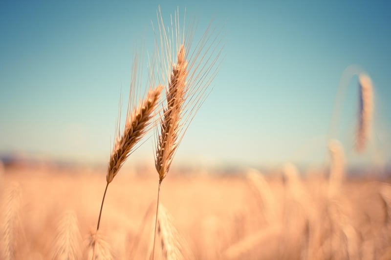 Whole Grains
